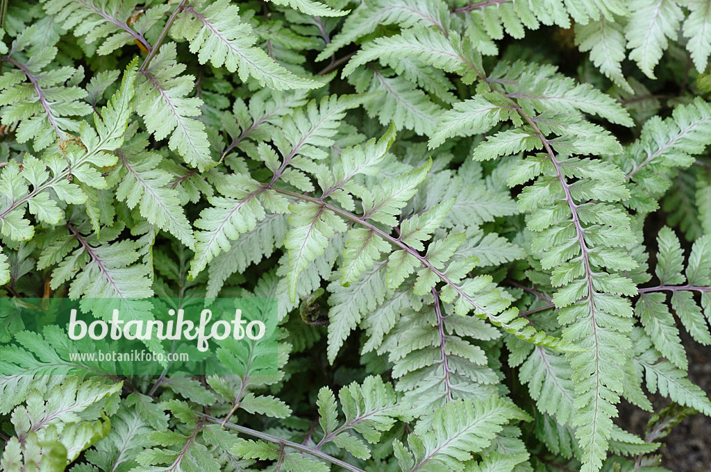 471339 - Japanese painted fern (Athyrium niponicum 'Metallicum')