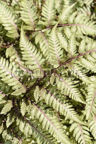 508199 - Japanese painted fern (Athyrium niponicum var. pictum)