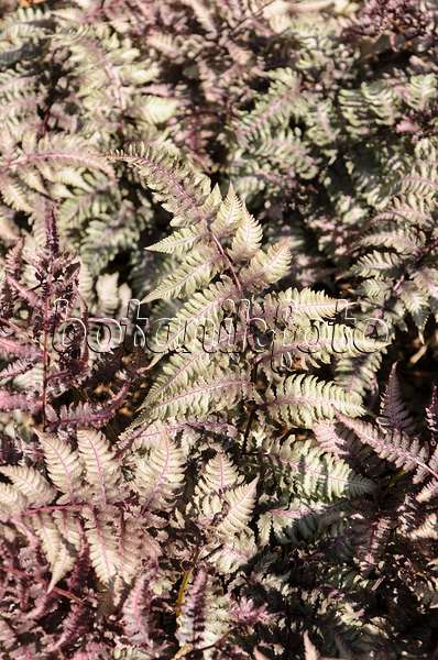 508201 - Japanese painted fern (Athyrium niponicum var. pictum 'Ursula's Red')