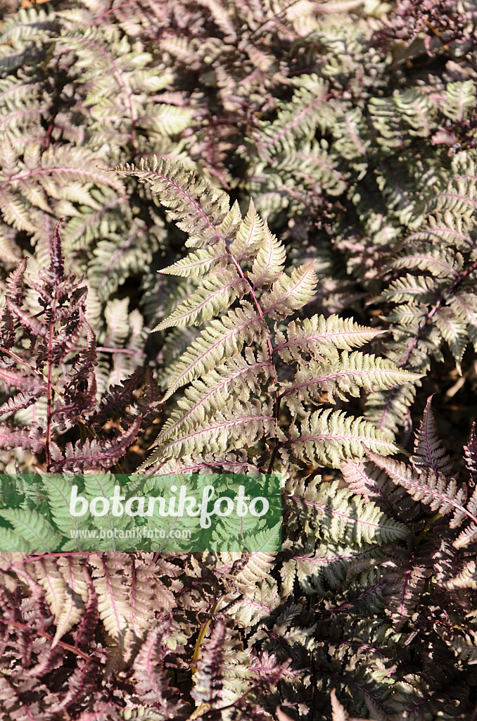 508201 - Japanese painted fern (Athyrium niponicum var. pictum 'Ursula's Red')