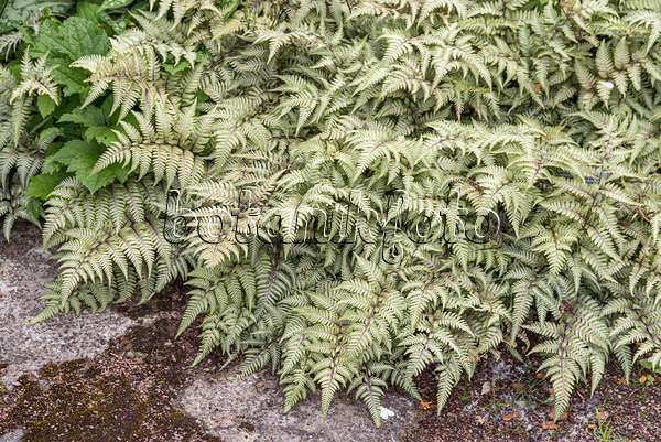 651099 - Japanese painted fern (Athyrium niponicum var. pictum)