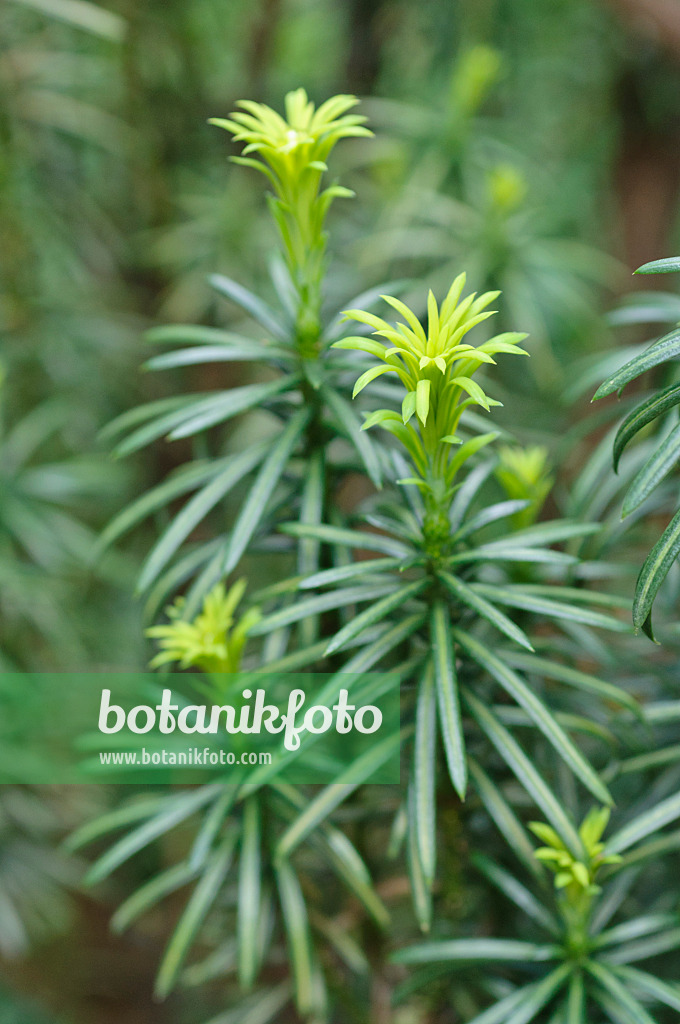 472136 - Japanese plum yew (Cephalotaxus harringtonia 'Fastigiata')