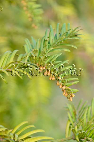 553057 - Japanese plum yew (Cephalotaxus harringtonia var. drupacea)