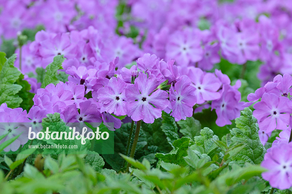 471249 - Japanese primrose (Primula sieboldii)