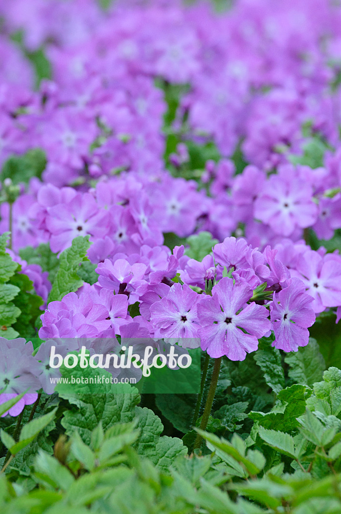 471250 - Japanese primrose (Primula sieboldii)