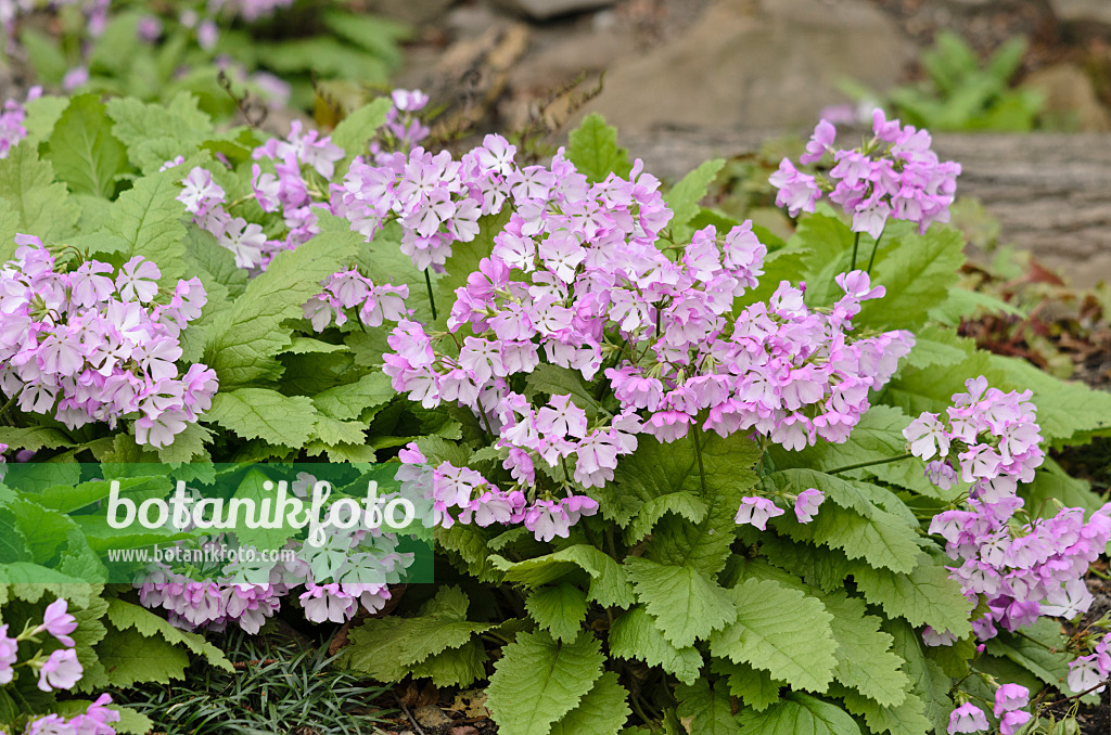 531133 - Japanese primrose (Primula sieboldii)