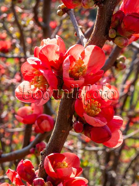412014 - Japanese quince (Chaenomeles japonica)