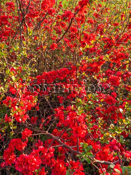 412024 - Japanese quince (Chaenomeles japonica)