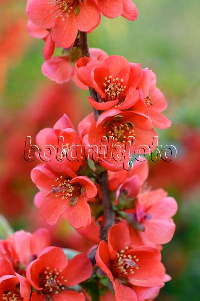 471172 - Japanese quince (Chaenomeles japonica)