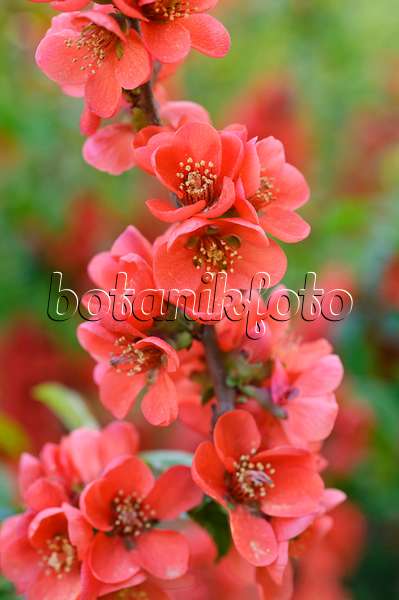 471173 - Japanese quince (Chaenomeles japonica)