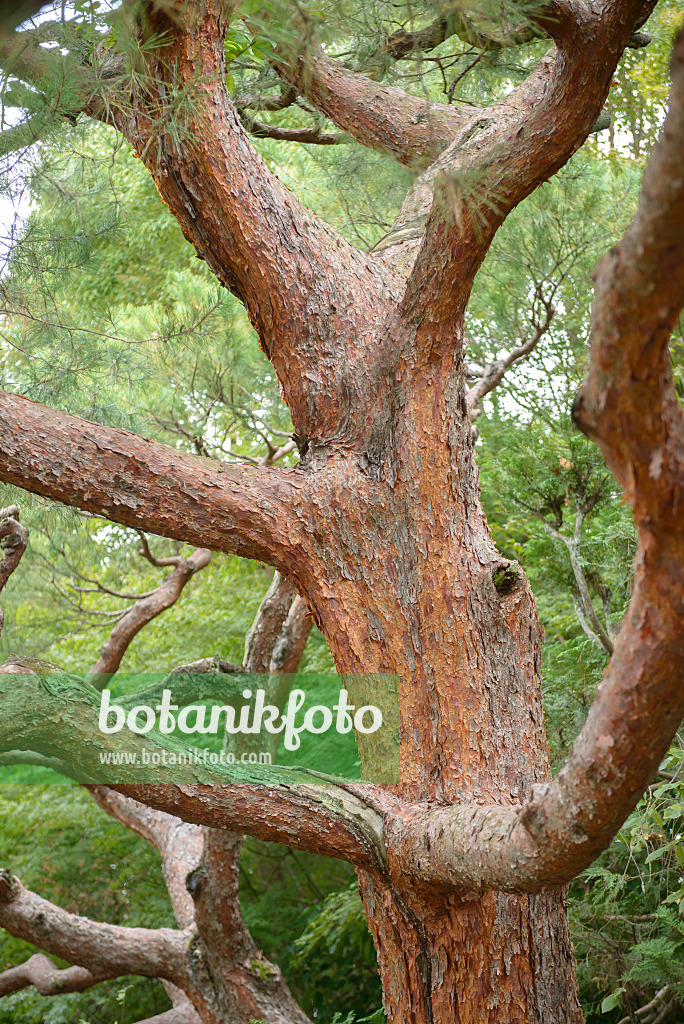 547222 - Japanese red pine (Pinus densiflora)