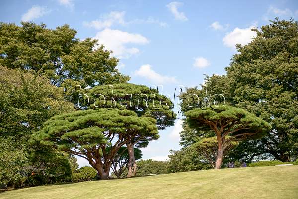 547218 - Japanese red pine (Pinus densiflora 'Umbraculifera')