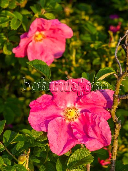 425068 - Japanese rose (Rosa rugosa)