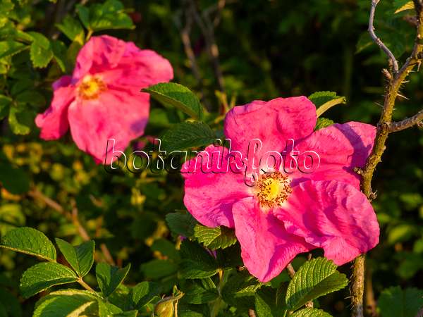 425069 - Japanese rose (Rosa rugosa)
