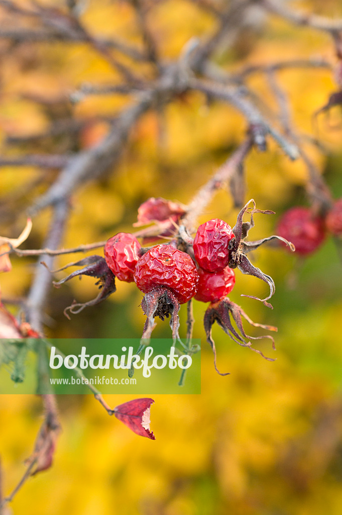 513004 - Japanese rose (Rosa rugosa)