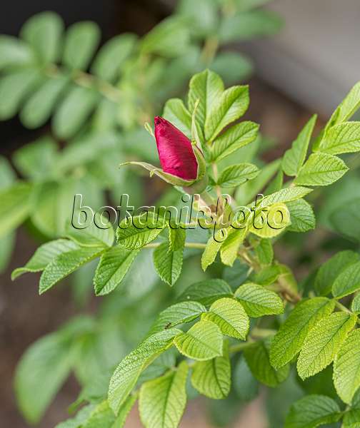 625350 - Japanese rose (Rosa rugosa)