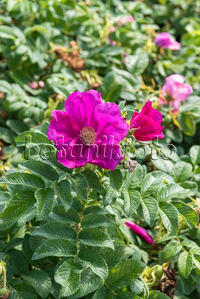 638322 - Japanese rose (Rosa rugosa 'Angelia Eglantine')