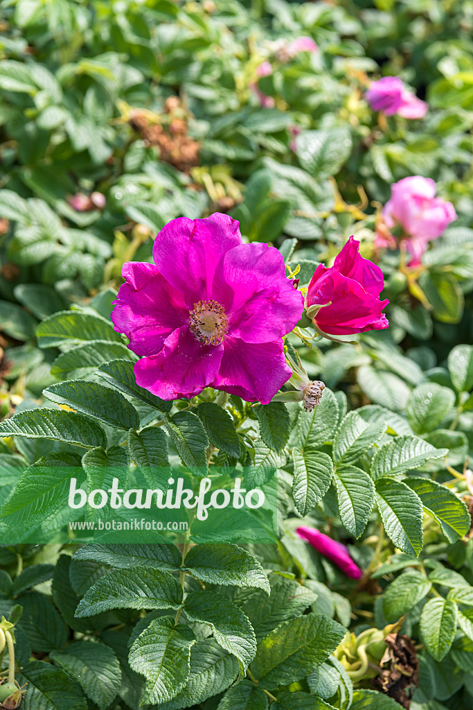 638322 - Japanese rose (Rosa rugosa 'Angelia Eglantine')