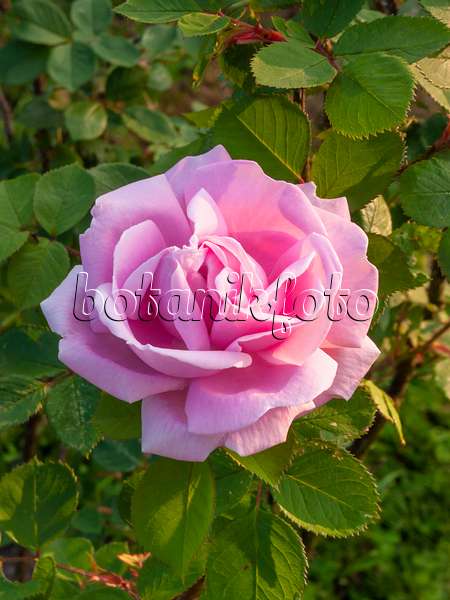 401264 - Japanese rose (Rosa rugosa 'Conrad Ferdinand Meyer')
