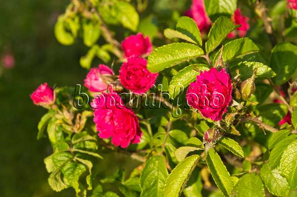 509067 - Japanese rose (Rosa rugosa 'F. J. Grootendorst')