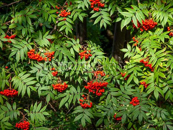 442092 - Japanese rowan (Sorbus commixta)