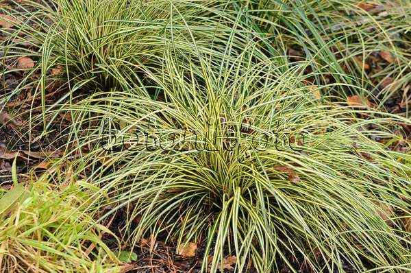 553034 - Japanese sedge (Carex oshimensis 'Evergold' syn. Carex hachijoensis 'Evergold')