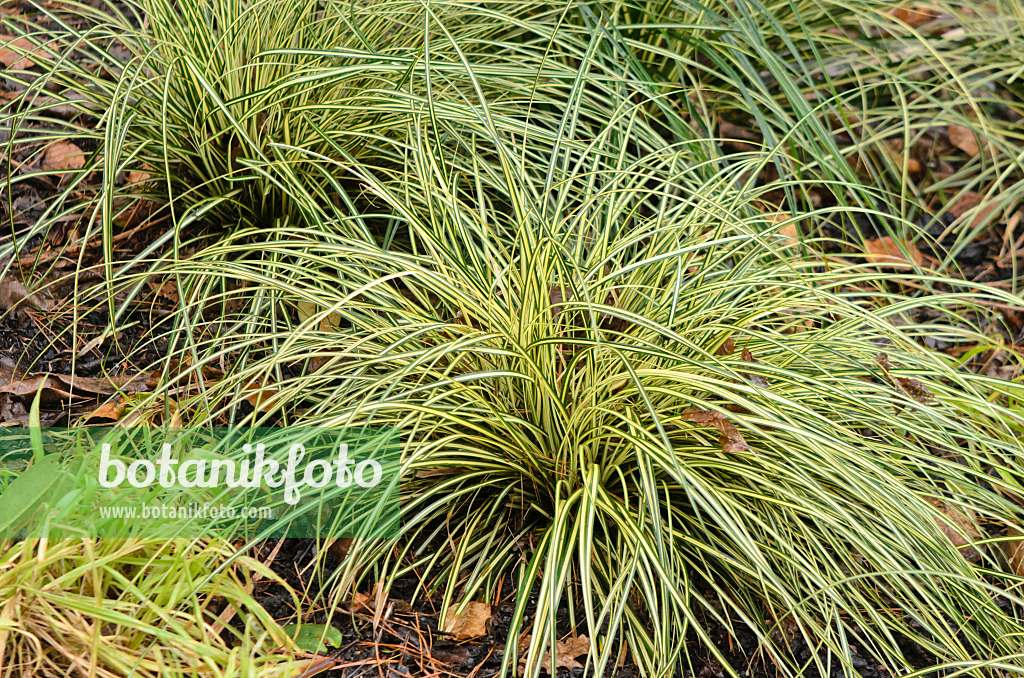 553034 - Japanese sedge (Carex oshimensis 'Evergold' syn. Carex hachijoensis 'Evergold')