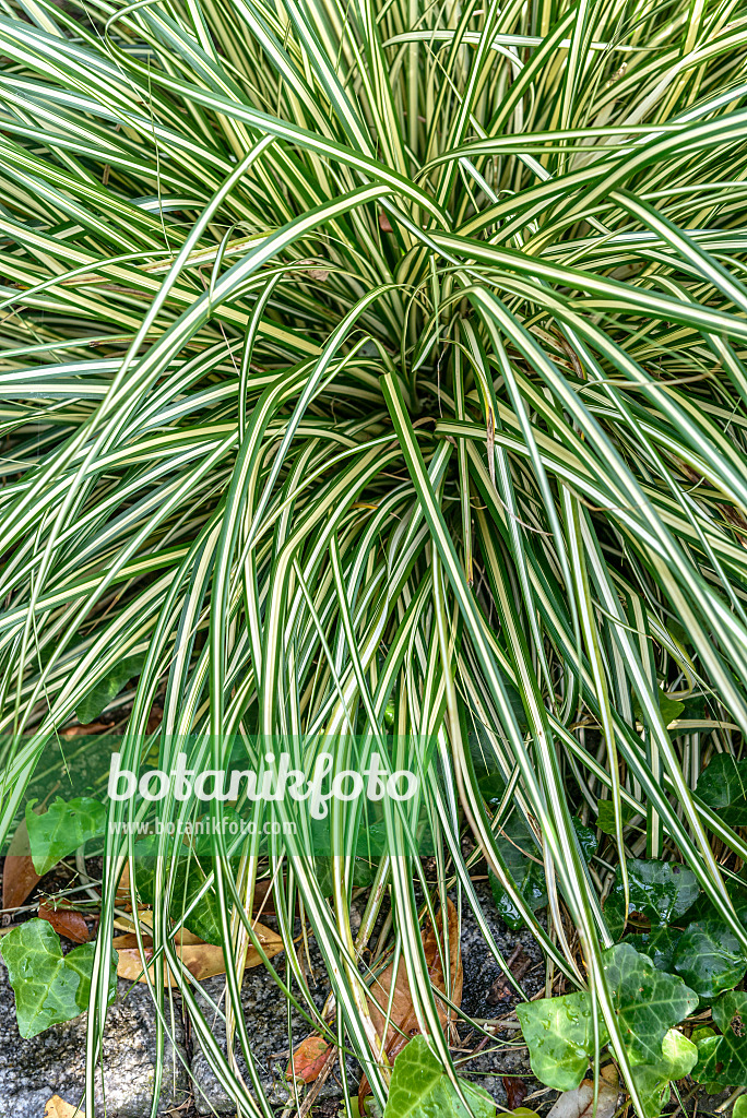 575041 - Japanese sedge (Carex oshimensis 'Evergold' syn. Carex hachijoensis 'Evergold')