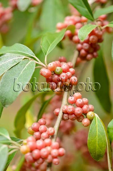 525175 - Japanese silverberry (Elaeagnus umbellata)