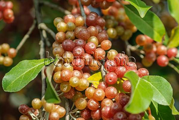535344 - Japanese silverberry (Elaeagnus umbellata 'Serinus')