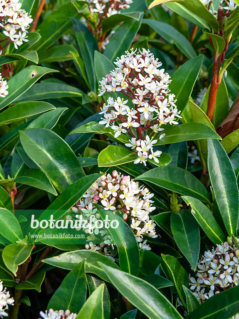 459040 - Japanese skimmia (Skimmia japonica 'Bremen')