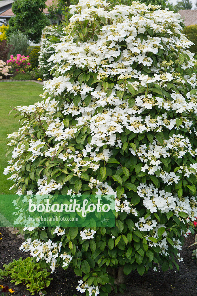 544170 - Japanese snowball (Viburnum plicatum)