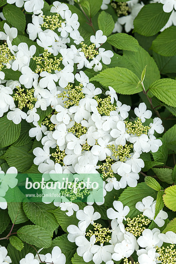 638372 - Japanese snowball (Viburnum plicatum 'Dart's Red Robin')