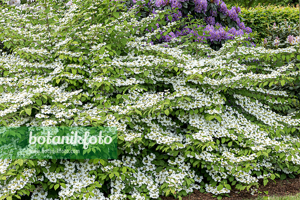 638373 - Japanese snowball (Viburnum plicatum 'Dart's Red Robin')