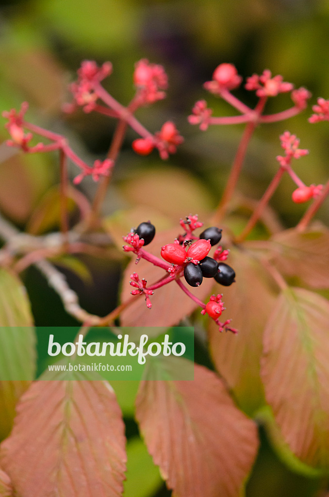 523138 - Japanese snowball (Viburnum plicatum 'Lanarth')