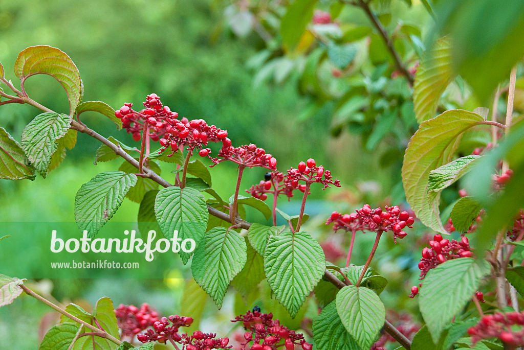 502450 - Japanese snowball (Viburnum plicatum 'Mariesii')