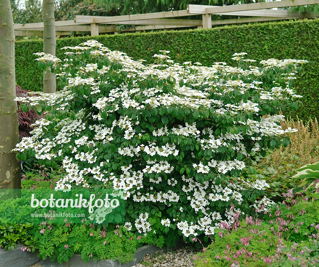 502451 - Japanese snowball (Viburnum plicatum 'Mariesii')