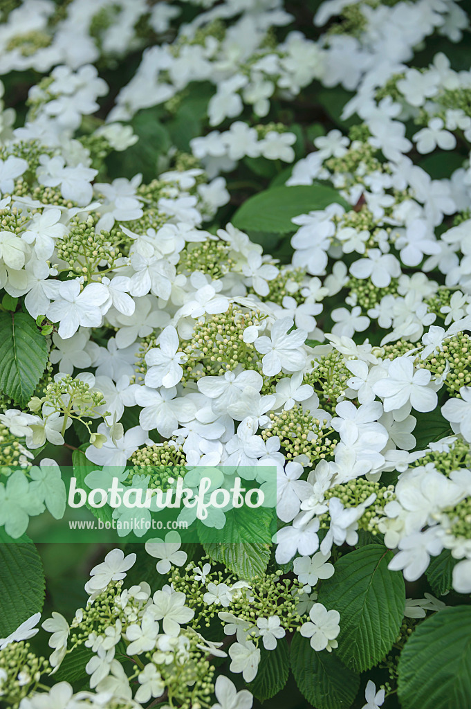 535330 - Japanese snowball (Viburnum plicatum 'Mariesii')