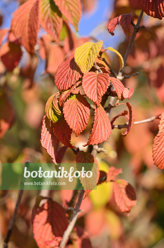 548062 - Japanese snowball (Viburnum plicatum 'Mariesii')