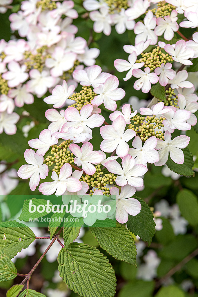 638374 - Japanese snowball (Viburnum plicatum 'Pink Beauty')