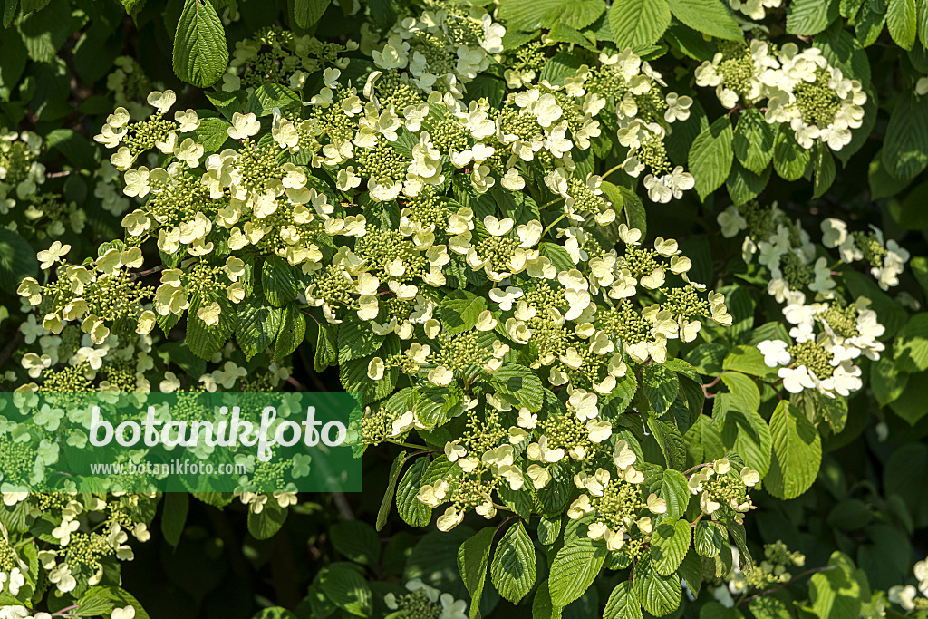 638375 - Japanese snowball (Viburnum plicatum 'Shoshoni')