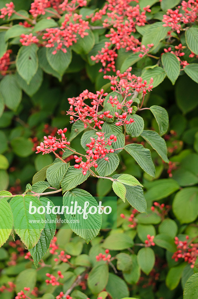 523133 - Japanese snowball (Viburnum plicatum 'Summer Snowflake')