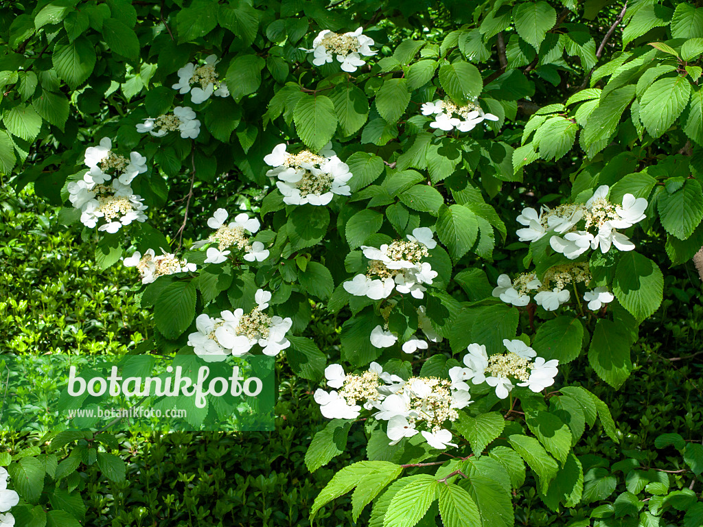 437307 - Japanese snowball (Viburnum plicatum var. tomentosum)