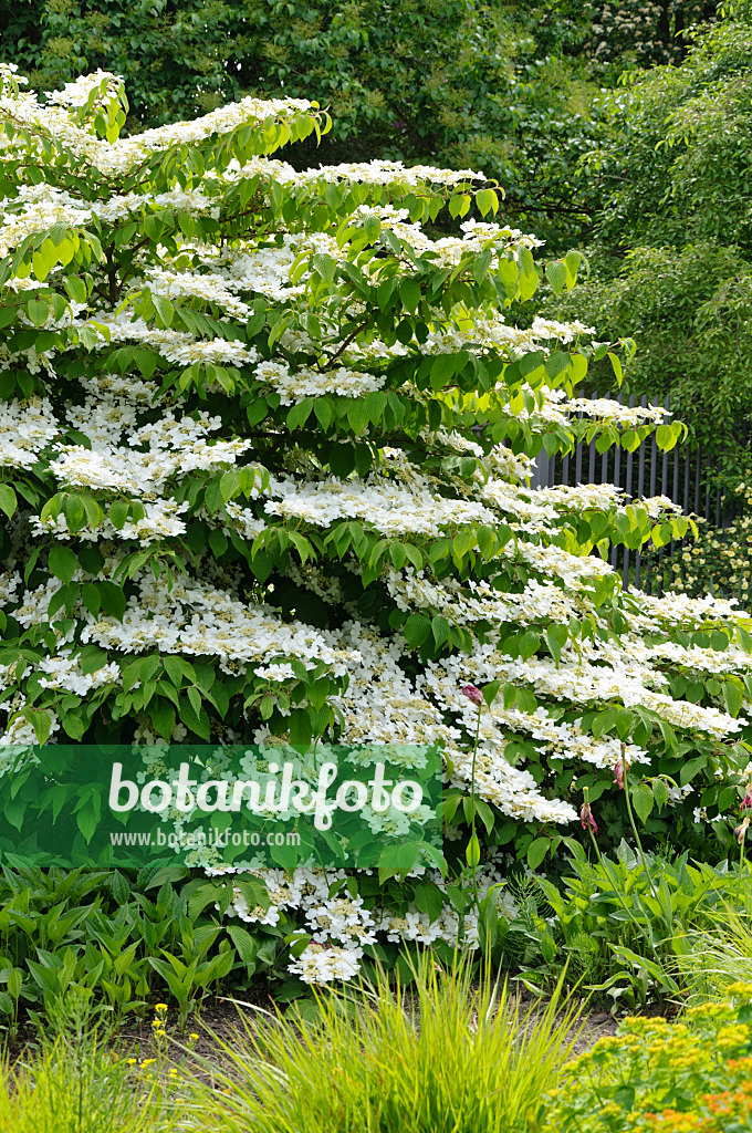 484244 - Japanese snowball (Viburnum plicatum var. tomentosum)