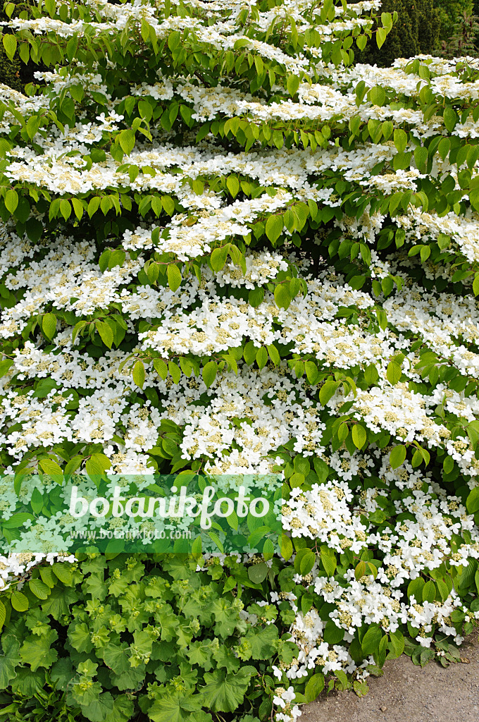 484245 - Japanese snowball (Viburnum plicatum var. tomentosum)