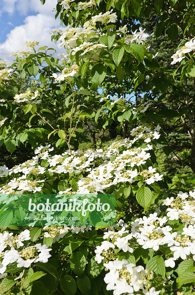 508203 - Japanese snowball (Viburnum plicatum var. tomentosum 'Summer Snowflake')