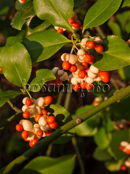 419002 - Japanese spindle tree (Euonymus japonicus)