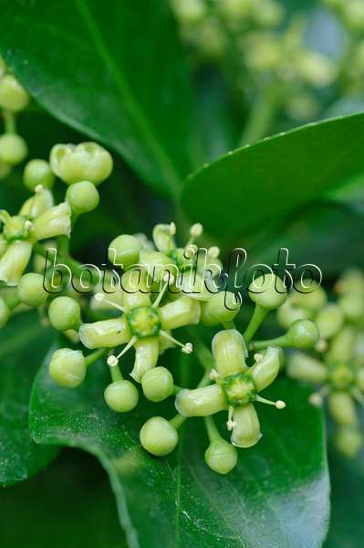 473331 - Japanese spindle tree (Euonymus japonicus)