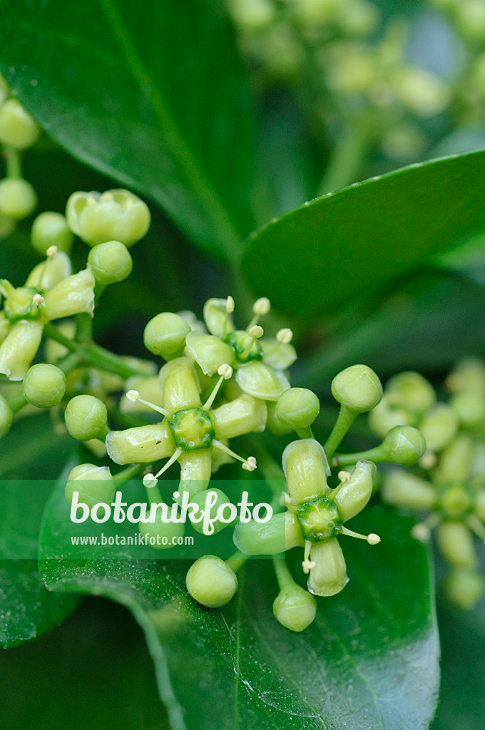 473331 - Japanese spindle tree (Euonymus japonicus)