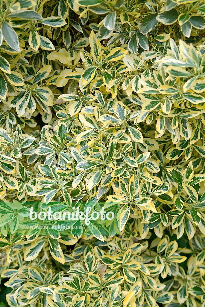 Euonymus japonicus marieke